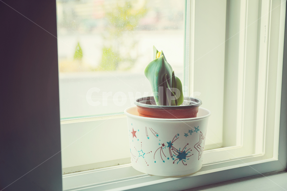 노란튤립,튤립,화분,flower,꽃,봄꽃,꽃봉오리,식물