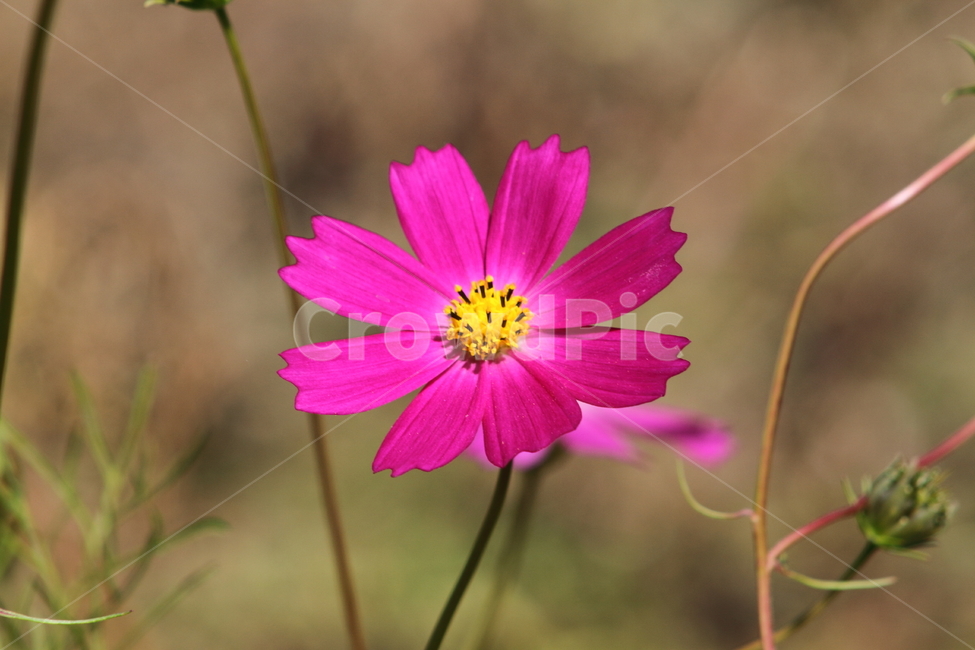 코스모스,꽃,식물,가을꽃,cosmos,가을,계절,fall,autumn,season,식물,자연,plants,nature,꽃,flower,plant,blossom,petal,꽃잎,geranium,제라늄