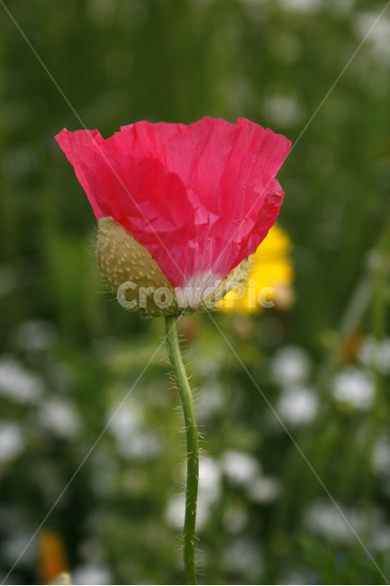 양귀비,개양귀비,식물,flower,plants,nature,꽃,꽃봉오리,꽃밭,식물,자연,plants,nature,꽃,flower
