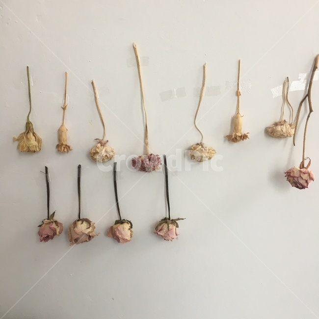 말린꽃,꽃,flowers,꽃인테리어,벽장식,드라이플라워