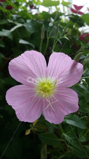 꽃,자연,아름다움,식물,개화,활짝,flower,플라워