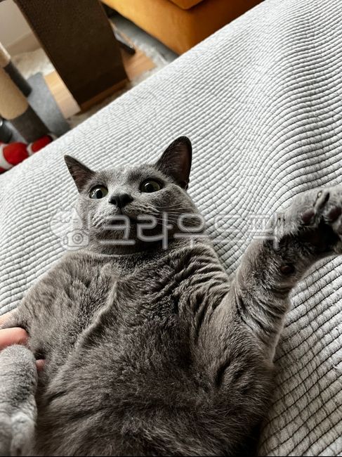 고양이,러시안블루,고양이털,회색,동물