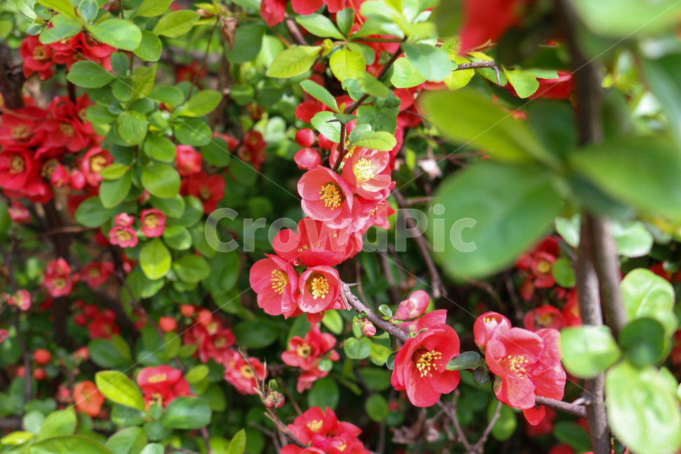 plant,식물,blossom,꽃,flower,명자나무,명자,floweringquince,식물,자연,plants,nature,꽃,flower