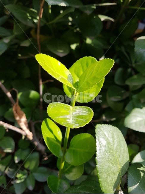 사철나무,식물,잎,leaf,초록,식물,자연,plants,nature