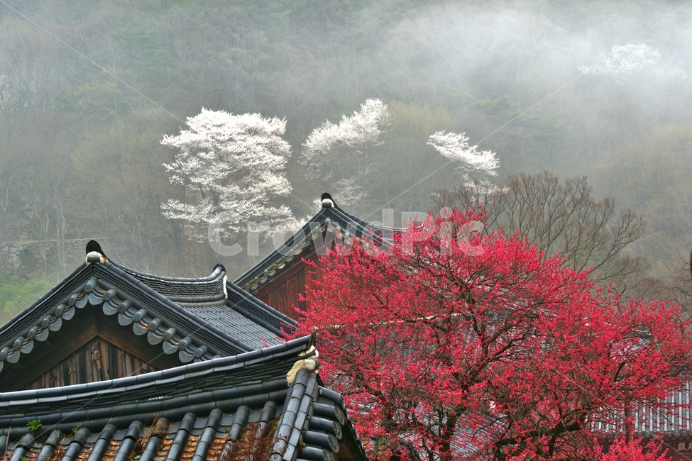 지붕,기와,사찰,봄,홍매화,봄,계절,spring,season,한국전통,한국문화,korean traditional,korean culture,roof