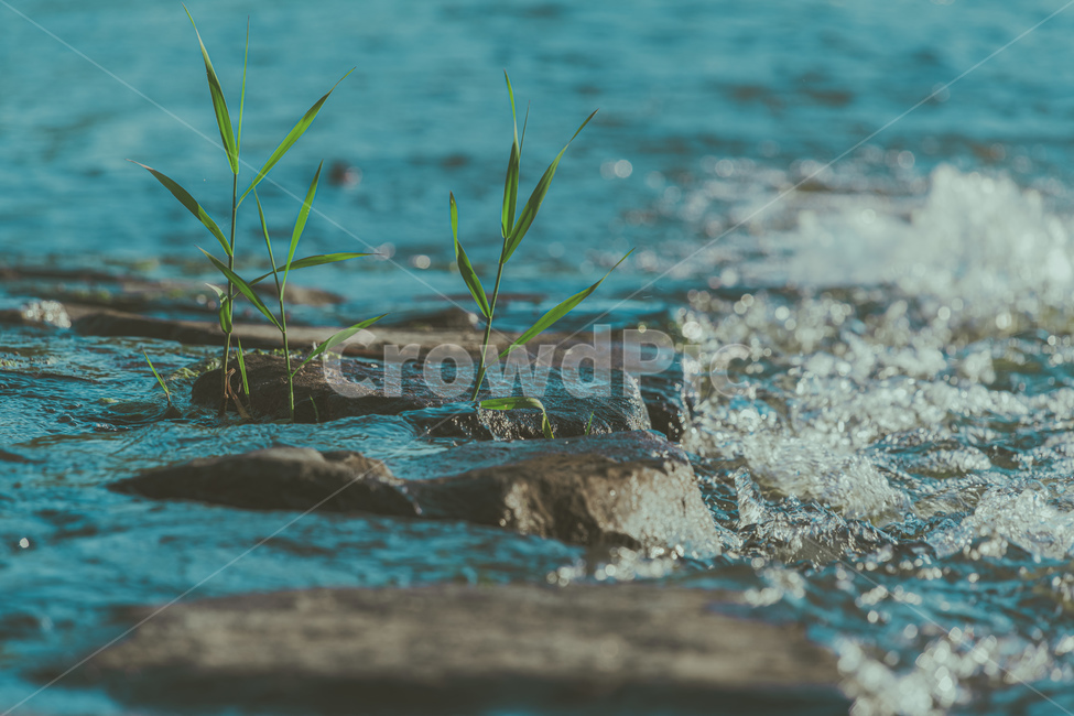 물풀,풀,강,강물,물,물방울,돌,식물,자연,plants,nature