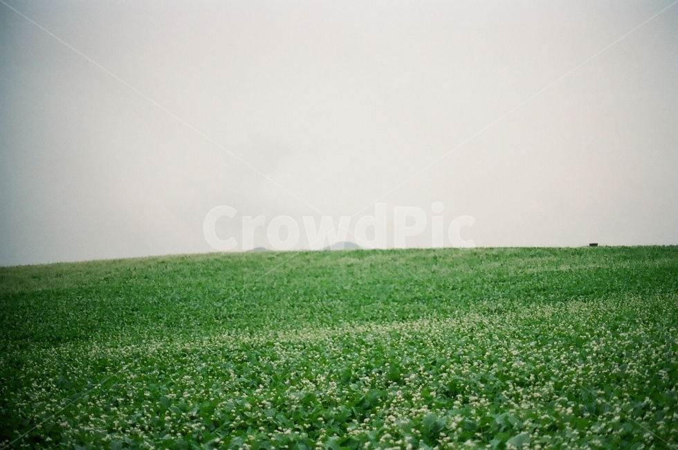 꽃밭,필름사진,메밀꽃,자연,풍경,자연,풍경,nature,landscape