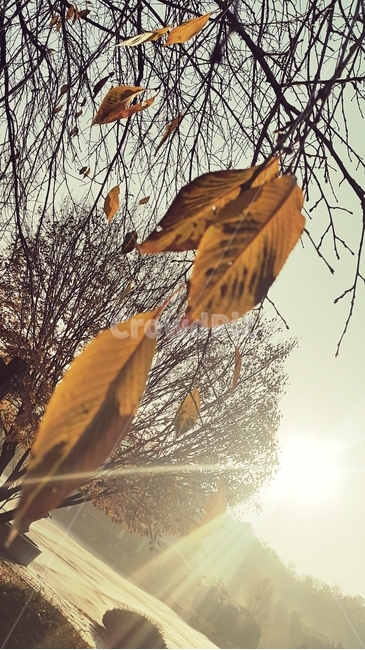 단풍,빛,가을,갈색,아침,theoutside,theopenair,theoutdoors,fall,fallfoliage,autumncolors,가을,계절,fall,autumn,season