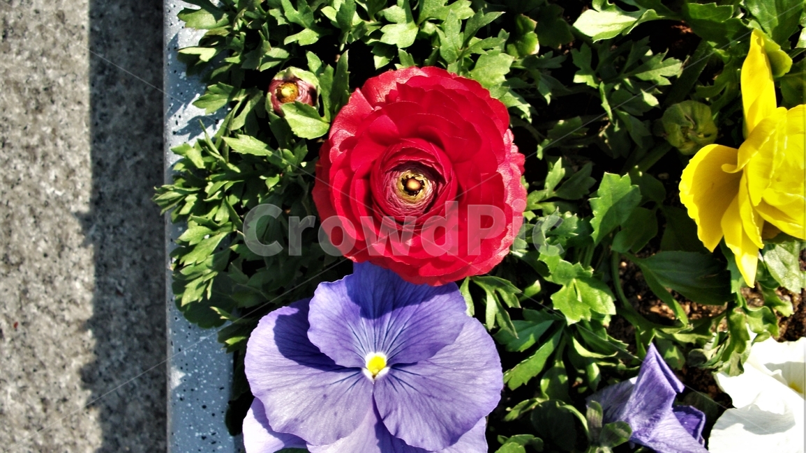 꽃,자연,식물,꽃잎,암술,수술,봄,spring,nature,bloom,petal,floral,scent,beautiful,plant,flower,식물,자연,plants,nature,꽃,flower