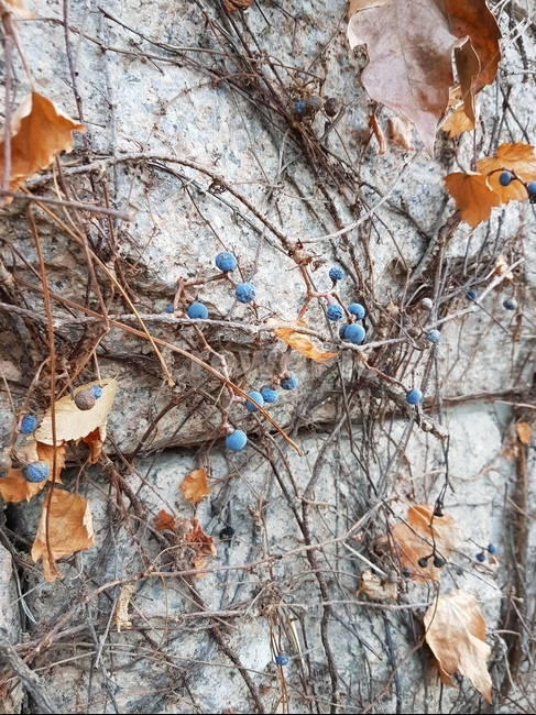 담쟁이,벽,wall,가을담쟁이,열매,나뭇잎,식물,자연,plants,nature