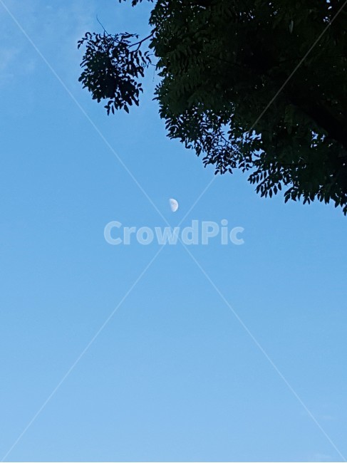 달,초저녁,하늘,moon,나무,푸른,맑은