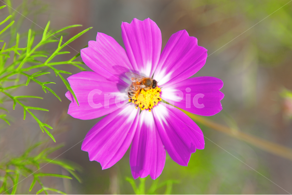 코스모스,가을,꽃,꽃사진,벌,곤충,자연,bee,cosmos,flower,autumn,season,가을,계절,fall,autumn,season,식물,자연,plants,nature,꽃,flower,동물,animal,곤충,벌레,insect,bug,plant