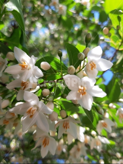 꽃,봄꽃,봄,하얀꽃,flower,spring