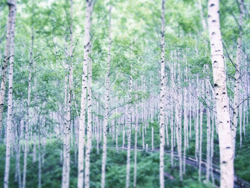 자작,white,tree,자연,나무,자연,풍경,nature,landscape,감성,sensible,feeling,plant,식물,birch,자작 나무