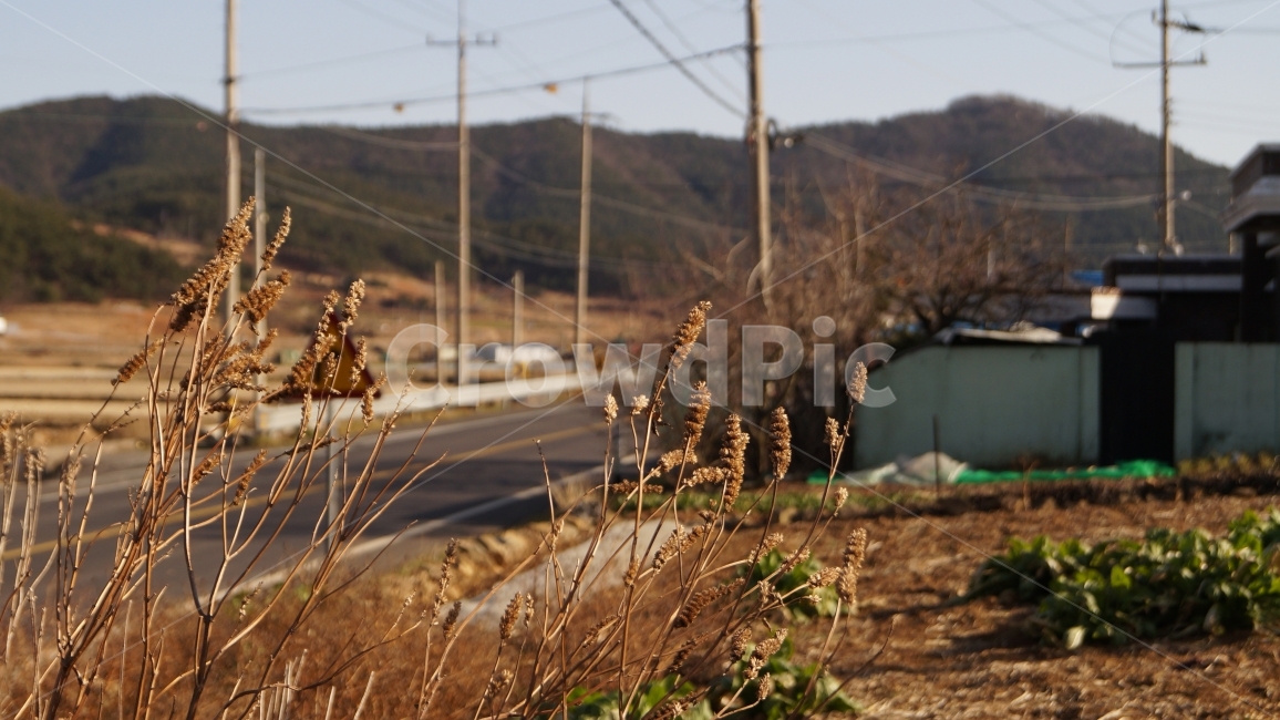 도로,길,여행,보도,갈대,낯선곳,시골,마을,풍경,landscape,country,rural,town,식물,자연,plants,nature