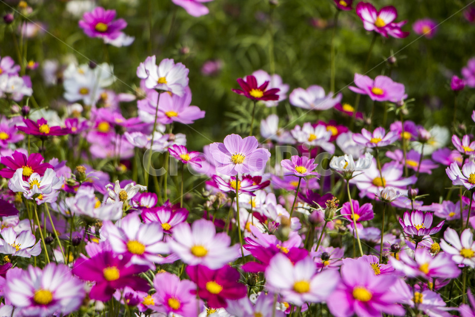 코스모스,가을,꽃,꽃밭,식물,가을,계절,fall,autumn,season,식물,자연,plants,nature,꽃,flower,geranium,제라늄,plant,blossom