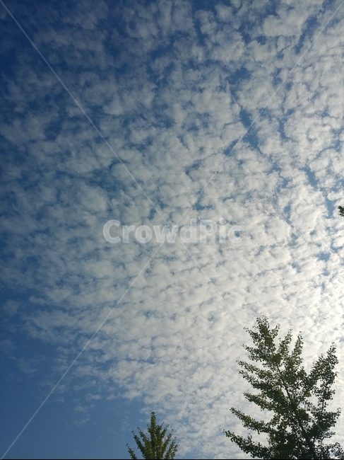 하늘,풍경,석양,노을,자연,자연,풍경,nature,landscape,tree,나무,plant,식물,fir,전나무