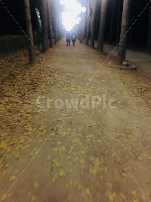 은행나무,은행잎,가을,거리,흔들림,배경,길,나무,길거리,배경화면,쓸쓸함,쓸쓸,가을,계절,fall,autumn,season,자연,풍경,nature,landscape,path,통로