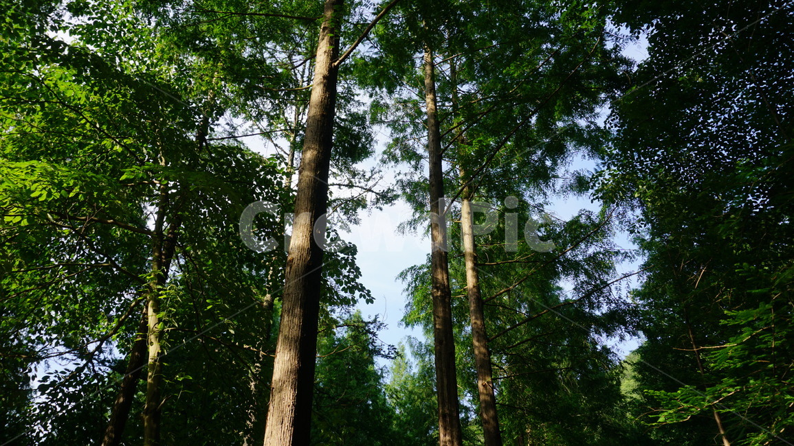 산,나무,숲,tree,울창함,landscape,자연,풍경,nature,landscape,plant,식물