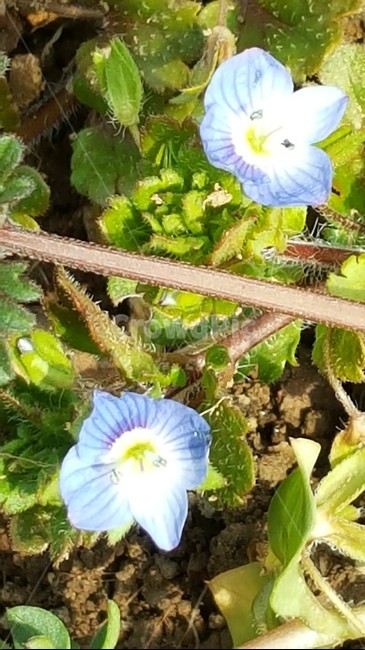 봄까치꽃,풀꽃,식물,자연,보라색,식물,자연,plants,nature,꽃,flower