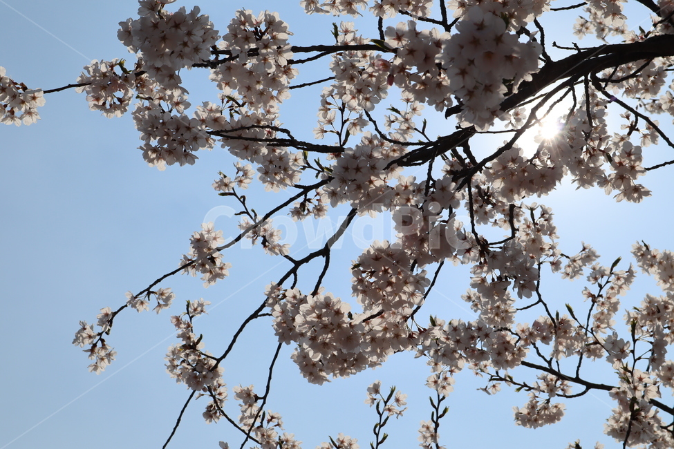 벚꽃,벚꽃나무,푸른하늘,sunshine,cherryblossoms,봄,계절,spring,season,plant,식물,flower,꽃,blossom