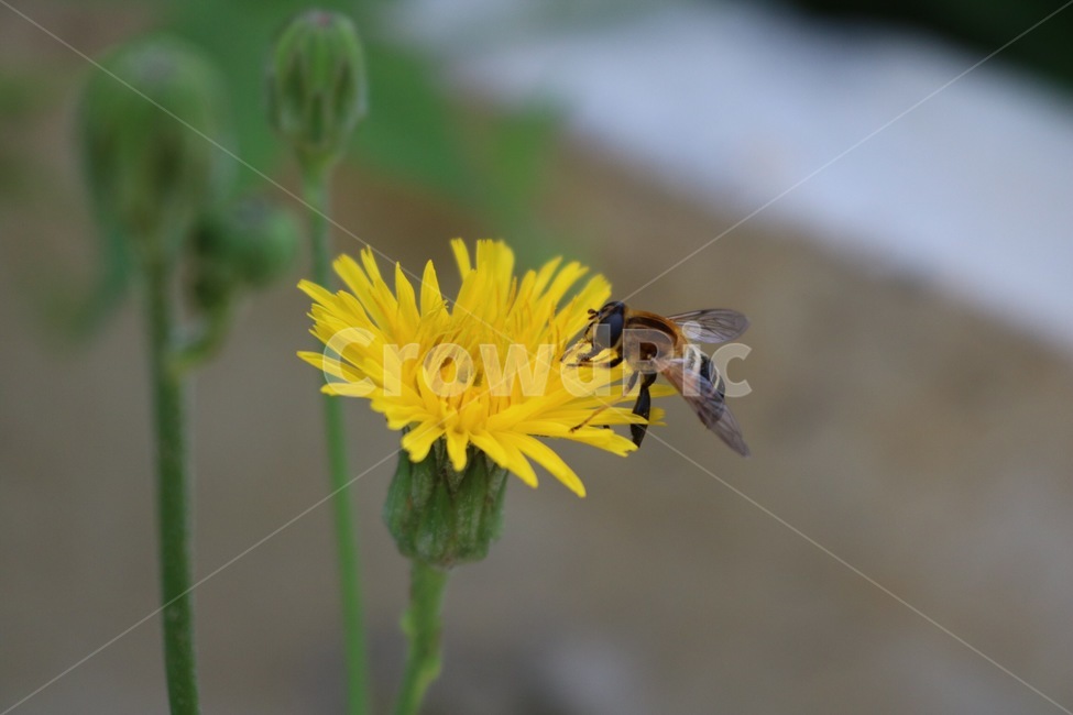 꽃,노랑,초록,자연,길,식물,flower,hana,yellow,kiiro,green,midori,nature,road,michi,plants,shokubutsu,벌,꿀벌,bee,hachi,날개,wings,tsubasa,식물,자연,plants,nature,꽃,flower,동물,animal,곤충,벌레,insect,bug