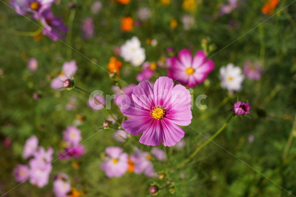 flower,코스모스,데이지,꽃,제라늄,식물,자연,plants,nature,꽃,flower