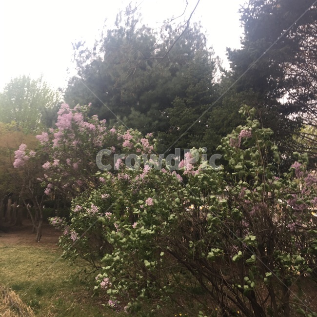 outdoors,옥외,garden,정원,식물,plan,꽃,flower,자연,nature