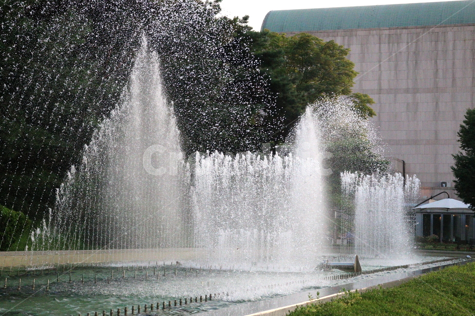분수,분수대,물,공원,예술의전당,나무,소나무,자연,풍경,nature,landscape,water,fountain