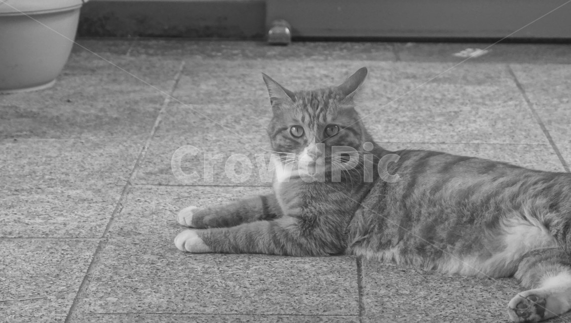 동물,반려동물,반려묘,고양이,냐옹이,카페고양이,animal,cat,cafecat