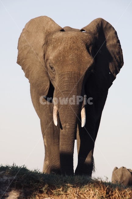코끼리,elephant,동물,야생동물,wildlife,아프리카,포유류,동물,animal,포유류,mammal