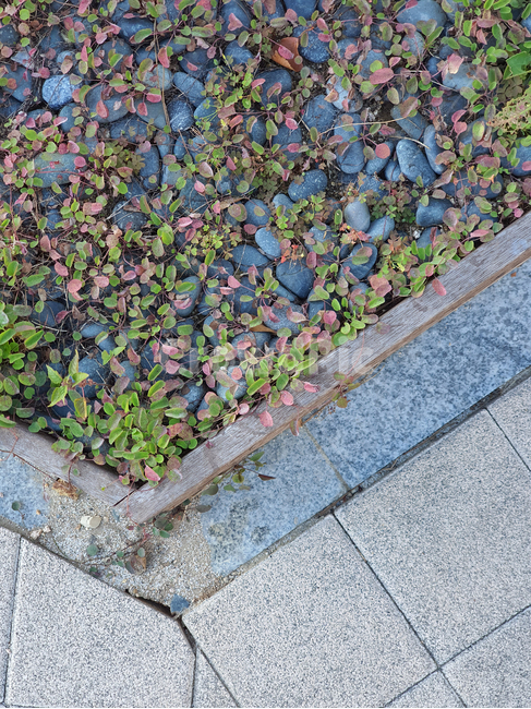 자갈,색감,배경,패턴,화단,공원,pattern,식물,plant,돌,texture,백그라운드,background