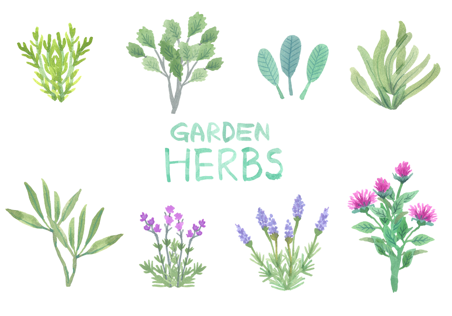 허브,난,꽃,약초,식물,라벤더,애플민트,민트,gree,plant,화초,이벤트,손그림,연꽃,들꽃,풀,잡초,잎,가지,나뭇가지,가든,정원,수채화,물감,꽃패턴,그래픽,일러스트레이션,graphic,illustration