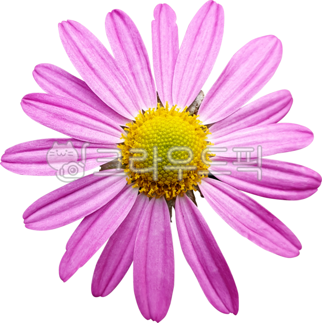 flower,분홍,데이지,목마가렛,보라색,봄,꽃잎,블로섬,개화,꽃,뜰,여름,식물,네이처,yellow,chrysanthemumfrutescens,marguerite,margueritedaisy,parisdaisy,daisy