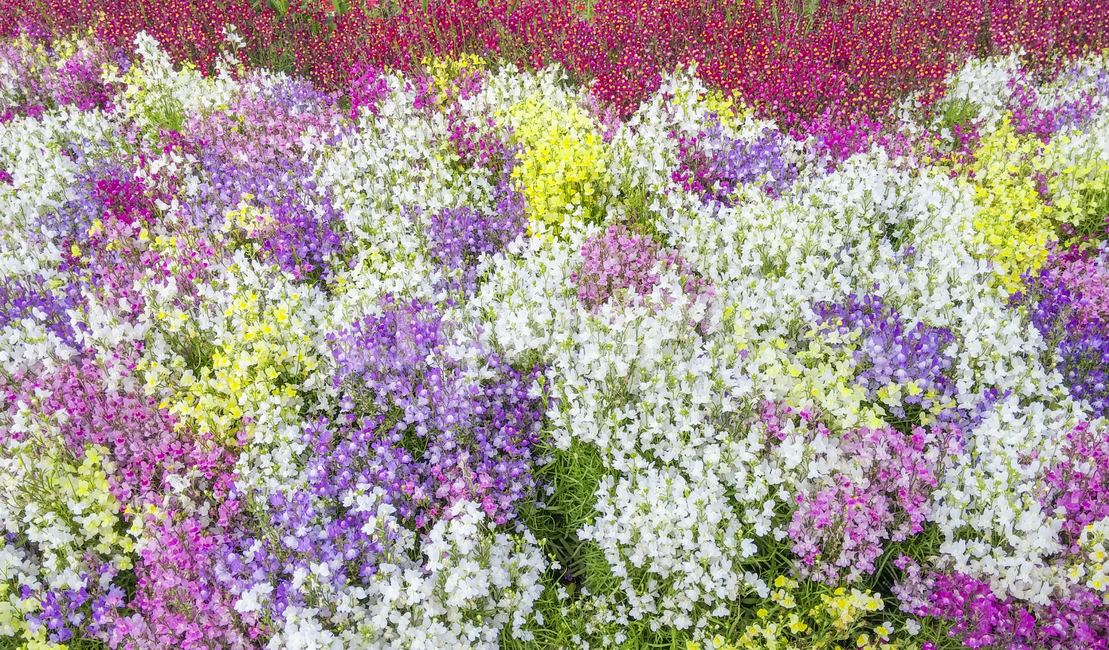 봄꽃,꽃,flower,blossom,texture,flowertexture,식물,plant,화려함,꽃밭,배경,background,pattern,질감,nature