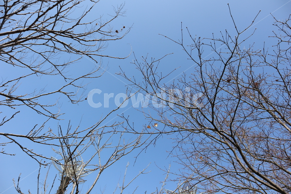 나무,tree,가을,앙상한나무,나뭇가지