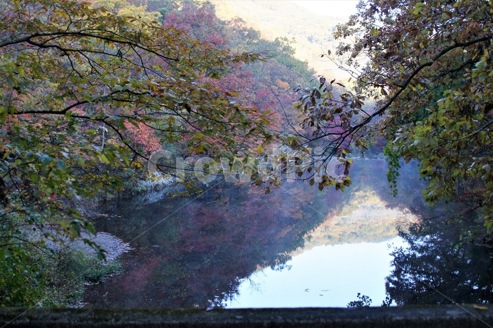 가을,단풍,나무,자연,식물,안개,저수지,감성,autumn,nature,season,emotion,풍경,자연풍경,산속,trees,자연,풍경,nature,landscape,tree,plant