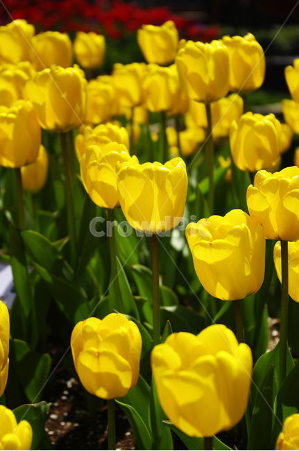 꽃,식물,꽃잎,plant,flower,튜울립