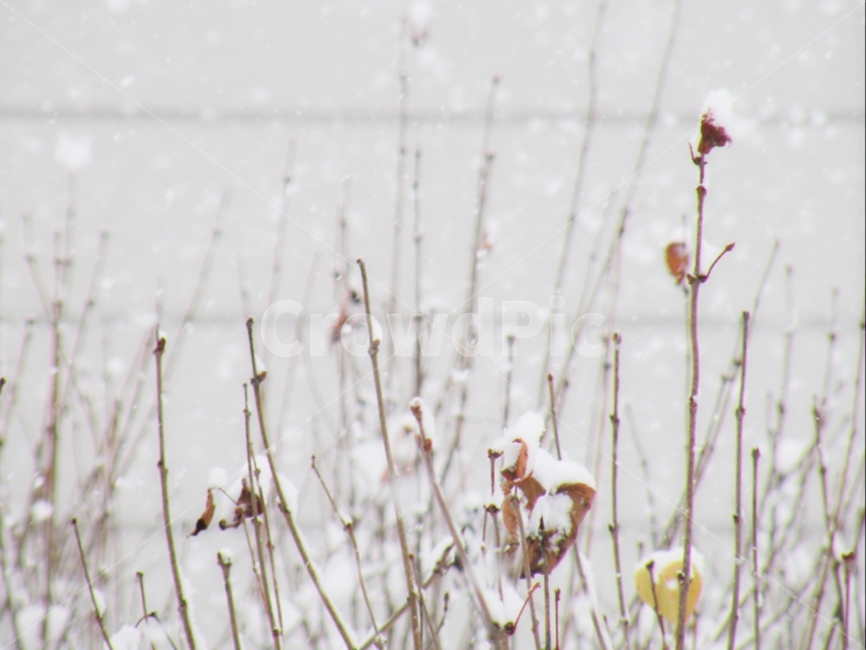 겨울,눈,자연,감성,winter,swon,nature,view,겨울,계절,winter,season,식물,자연,plants,nature,감성,sensible,feeling