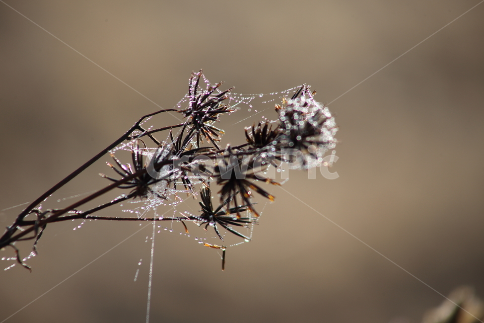 거미줄,이슬,도깨비바늘,cobweb,spanishneedles,식물,자연,plants,nature,꽃,flower