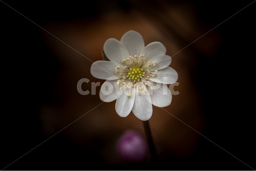 자연,꽃,야생화,노루귀,봄,접사,마크로,nature,wildflower,macro,spring,식물,자연,plants,nature,꽃,flower