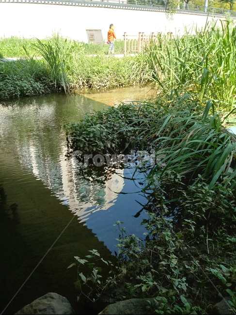 자연,nature,개울,stream,물,수초,냇가,시냇물,실개천,water,자연,풍경,nature,landscape,outdoors,옥외,land,땅