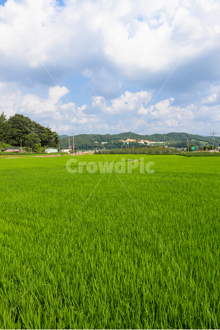 시골,농업,농장,쌀,식물,곡물,농촌,땅,시골,마을,풍경,landscape,country,rural,town