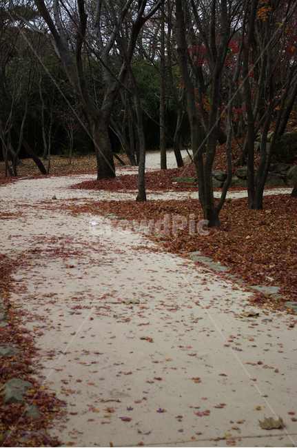 가을,fall,나무,식물,plant,단풍,잎,낙엽,길,가을,계절,fall,autumn,season,자연,풍경,nature,landscape,tree,tree trunk,나무 줄기,leaf