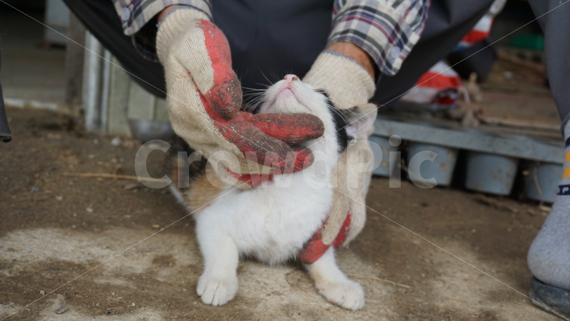 고양이,야옹,새끼고양이,아기고양이,고양이입,고양이수염,귀여움,동물,animal,포유류,mammal,고양이,cat,kitten,kitty,사람,인물,인간,human,person