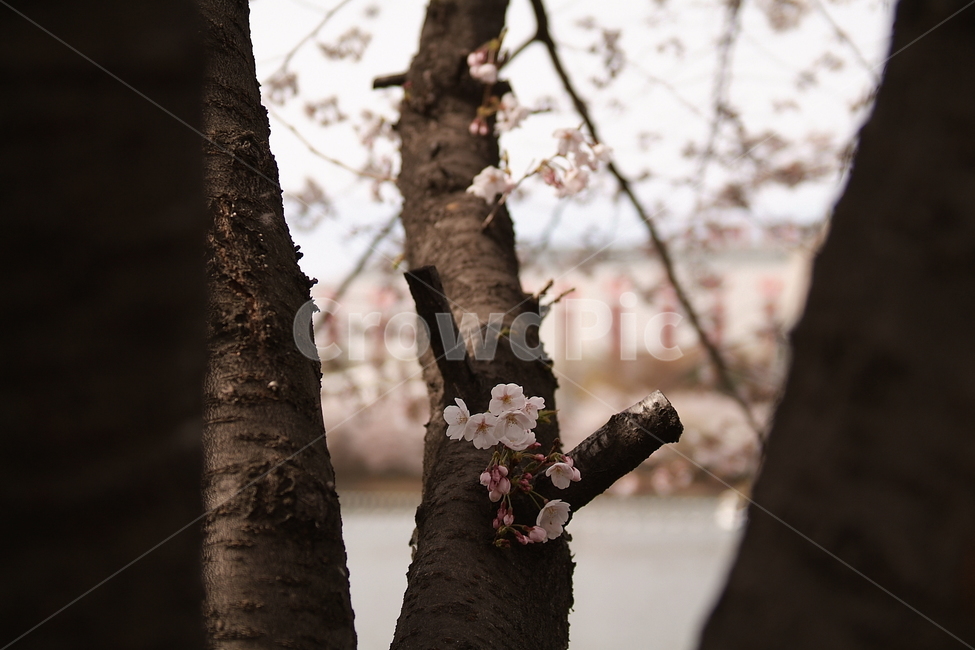 봄,벚꽃,꽃,핑크,풍경,경치,계절,식물,자연,감성,색상,색채,색감,컬러,plants,pink,flower,sense,color
