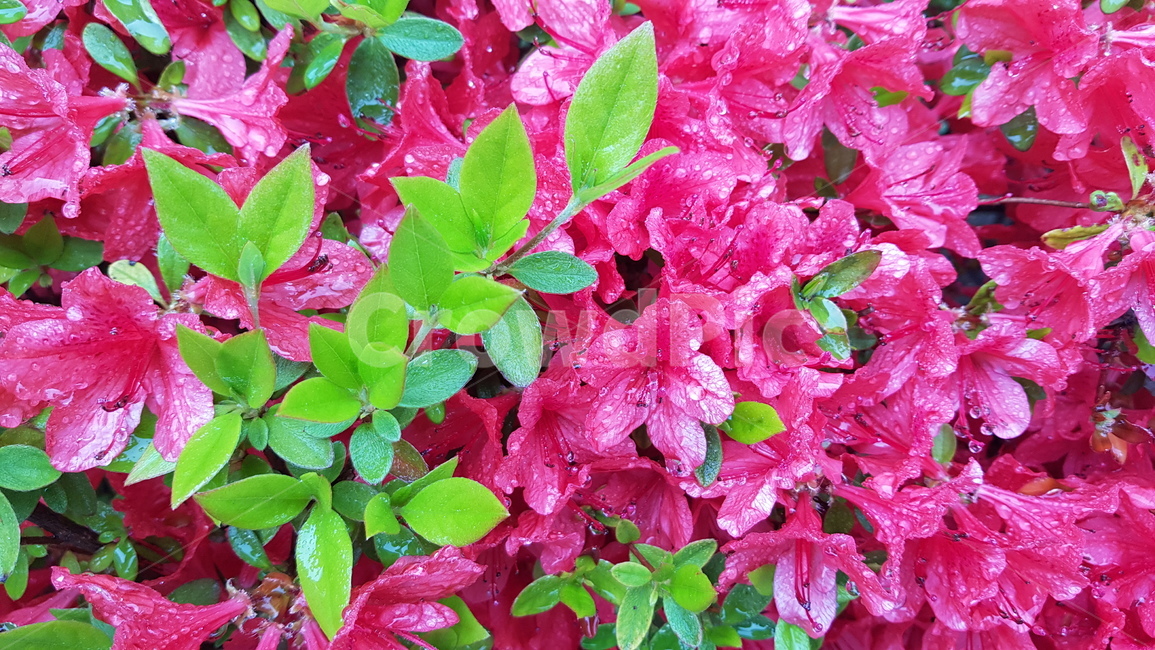 잎,plant,식물,물방울,이슬,dew,꽃,쨍한,natual,자연,green,초록색,촉촉한,식물,자연,plants,nature,꽃,flower