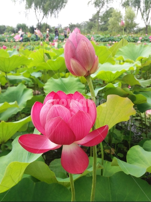 연꽃,꽃,7월꽃,8월꽃,분홍꽃,행사,연등,부처님오신날,기원,축제,이미지
