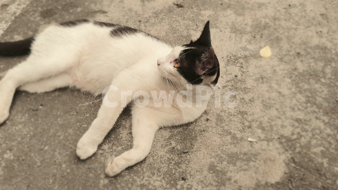고양이,점박이,길,동물,cat,길고양이,휴식,여유,힐링,표유류,healing,kitty