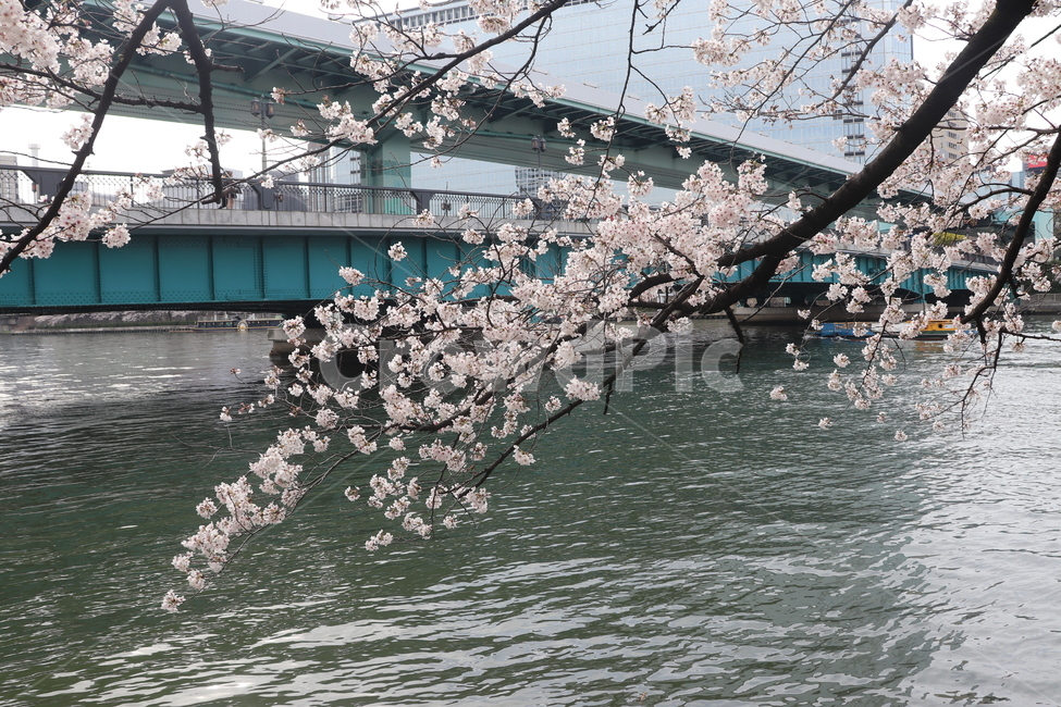 일본,오사카,조폐국,벚꽃,강,봄,계절,spring,season,plant,식물,blossom,꽃,flower